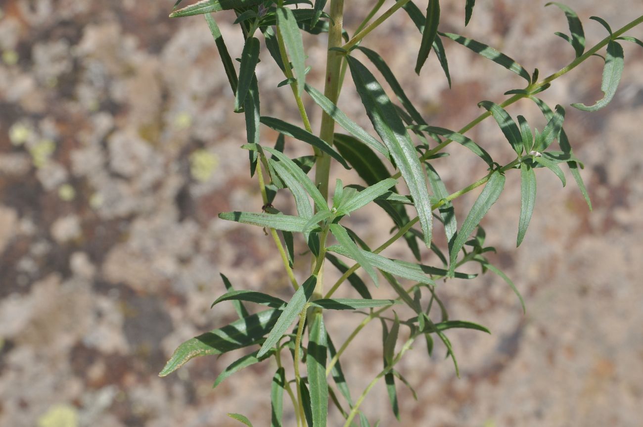 Image of Chamaenerion colchicum specimen.