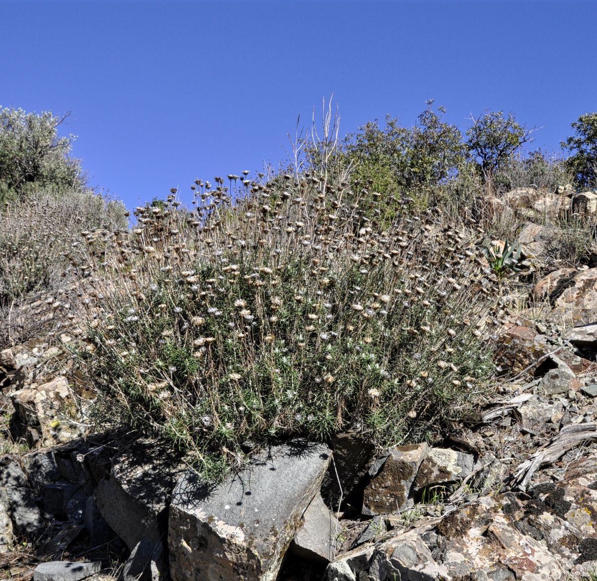 Image of Ptilostemon chamaepeuce specimen.