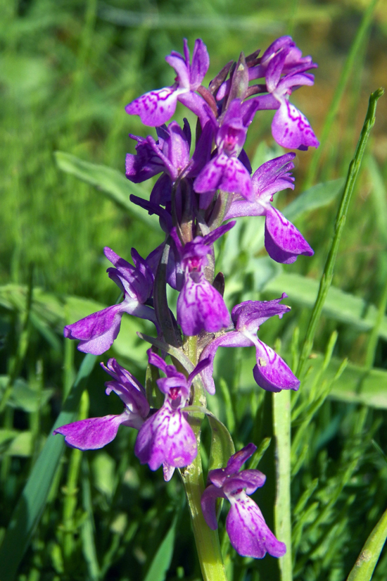 Image of Dactylorhiza umbrosa specimen.