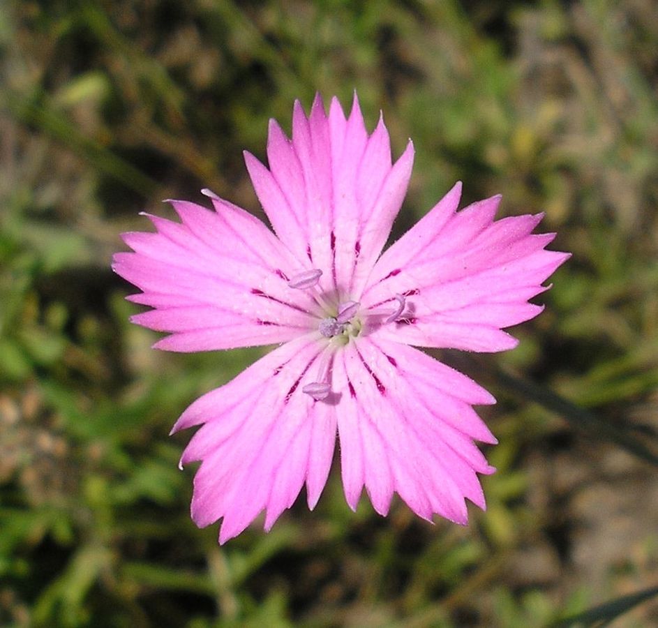 Изображение особи Dianthus guttatus.