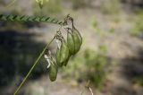 Astragalus membranaceus