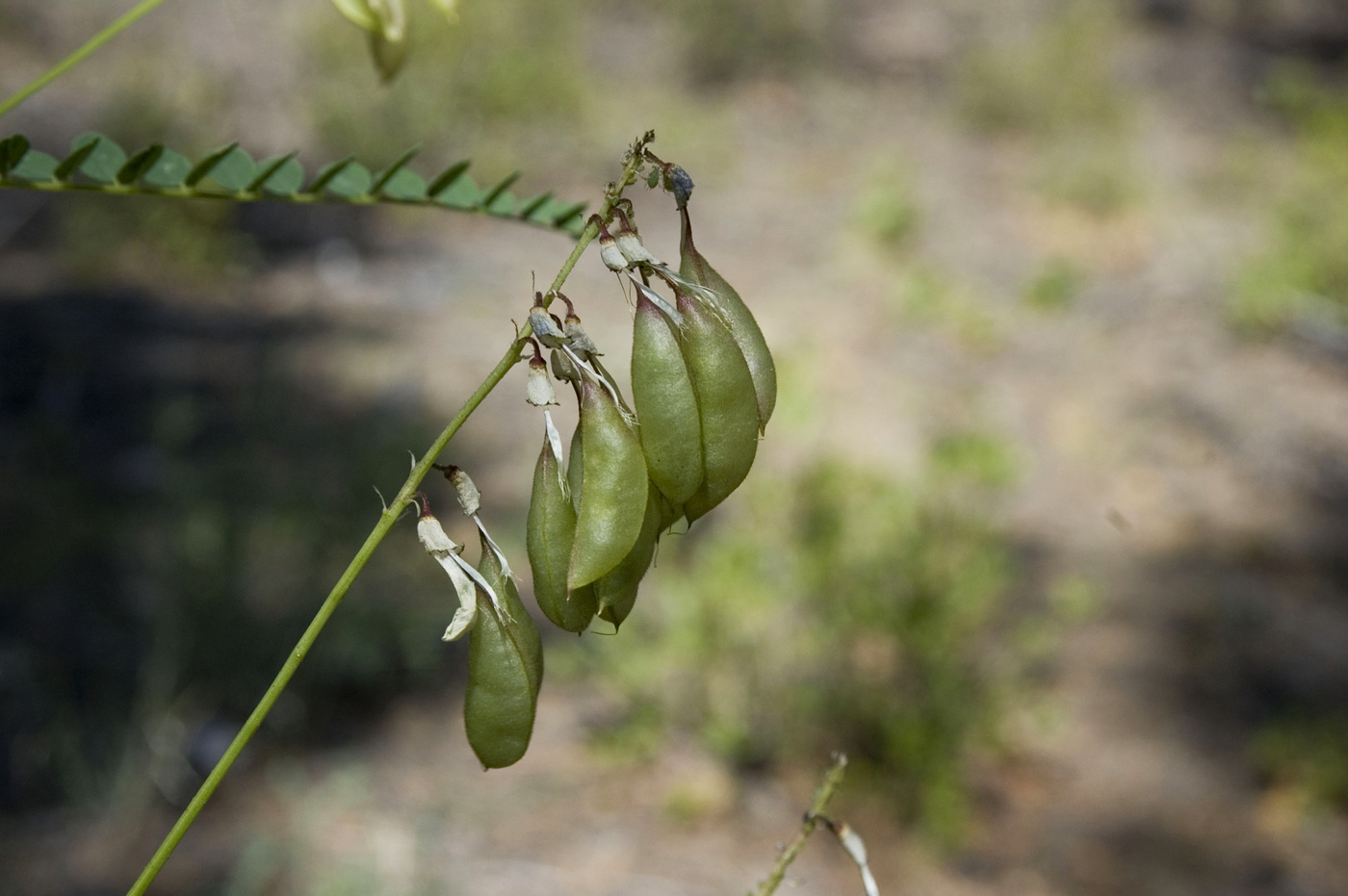 Изображение особи Astragalus membranaceus.