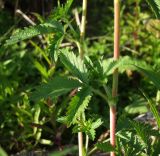 Potentilla norvegica