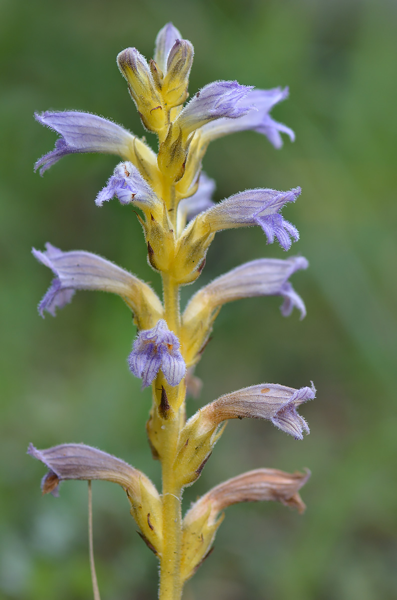 Изображение особи Phelipanche purpurea.