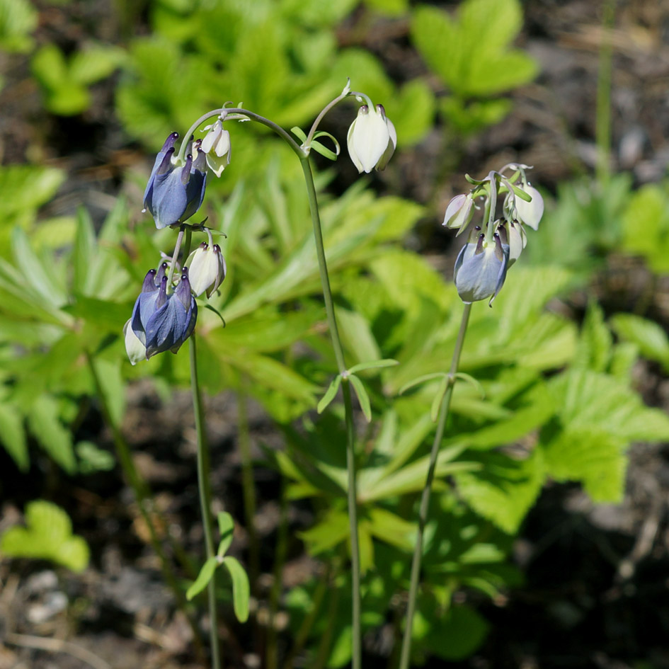 Image of Aquilegia parviflora specimen.