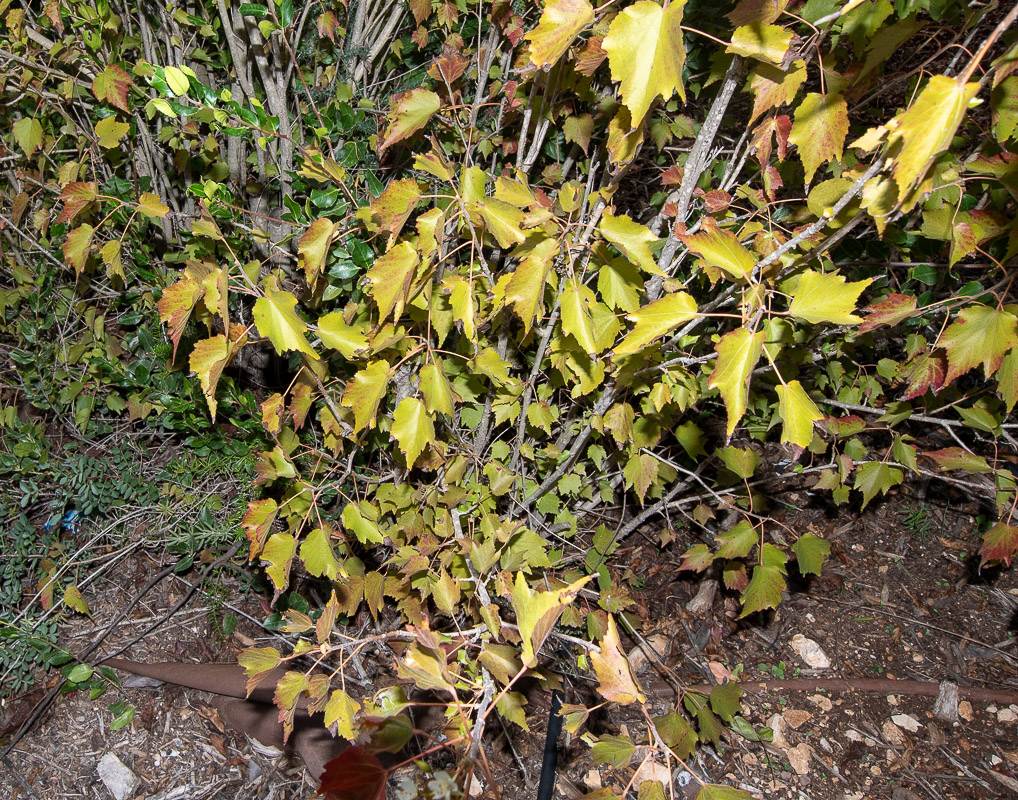 Image of Dombeya kirkii specimen.
