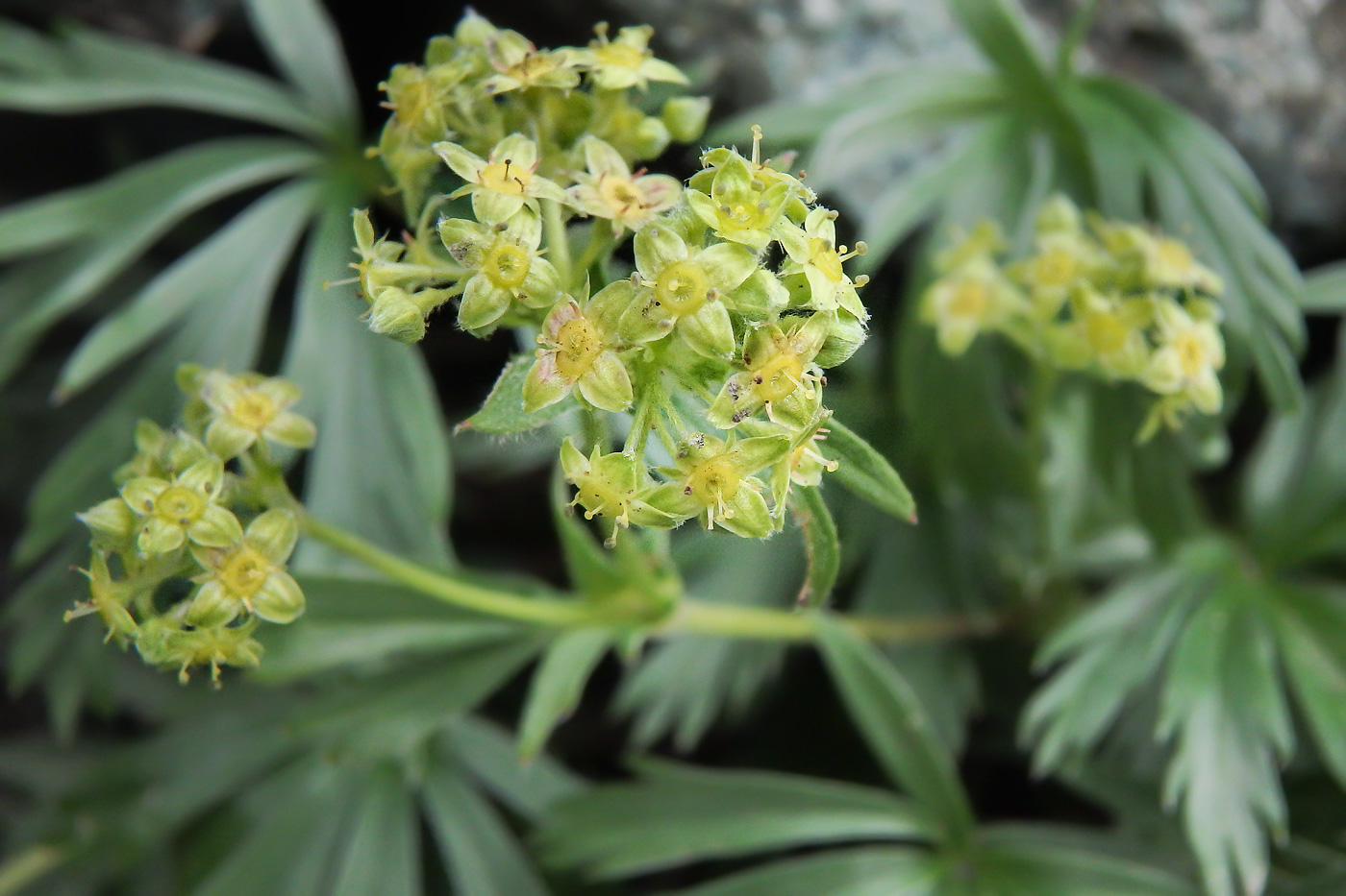 Изображение особи Alchemilla sericea.