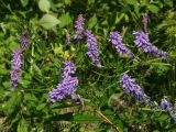 Vicia cracca