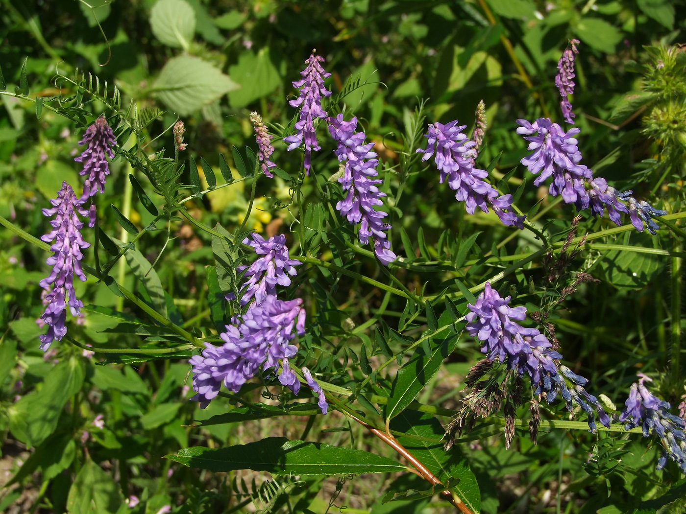 Изображение особи Vicia cracca.