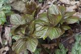 Paeonia wittmanniana