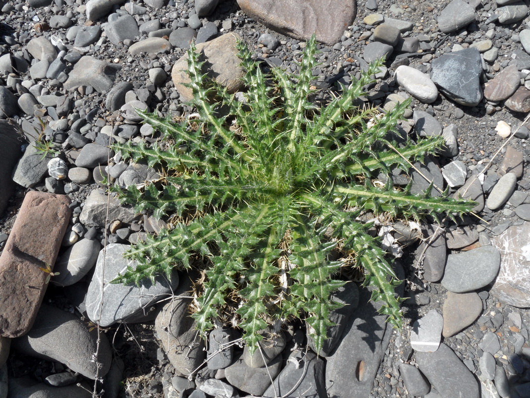 Изображение особи семейство Asteraceae.