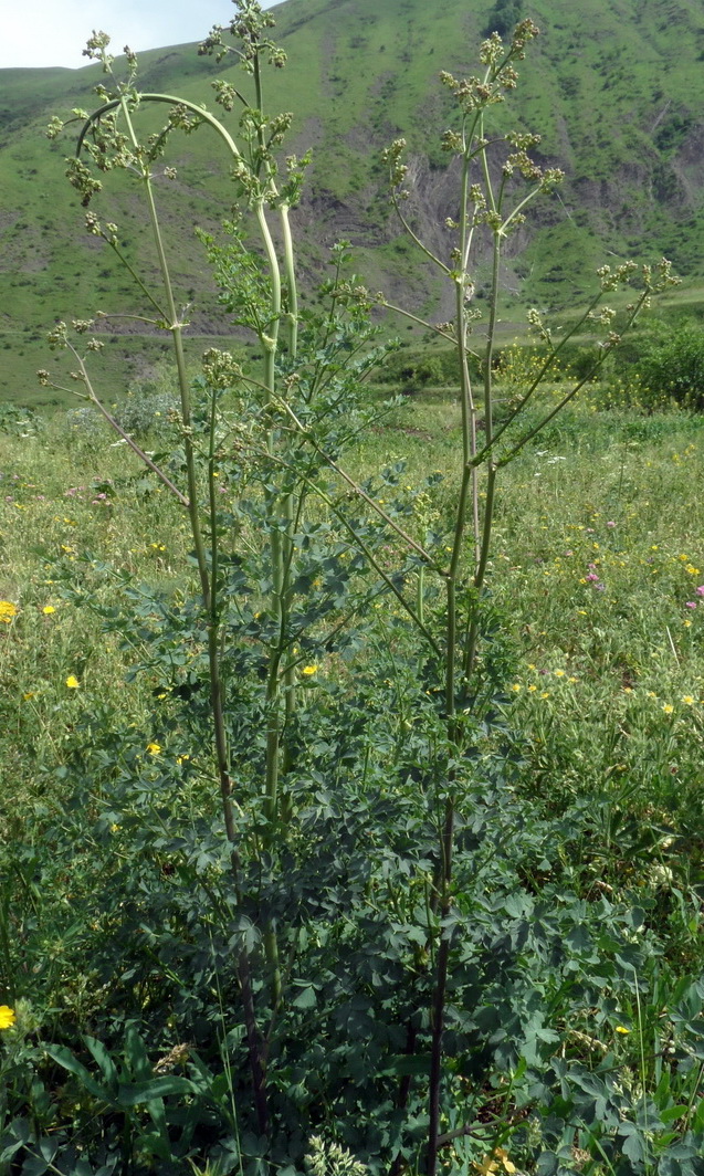 Image of genus Thalictrum specimen.