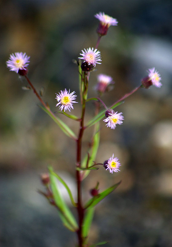 Изображение особи Erigeron politus.