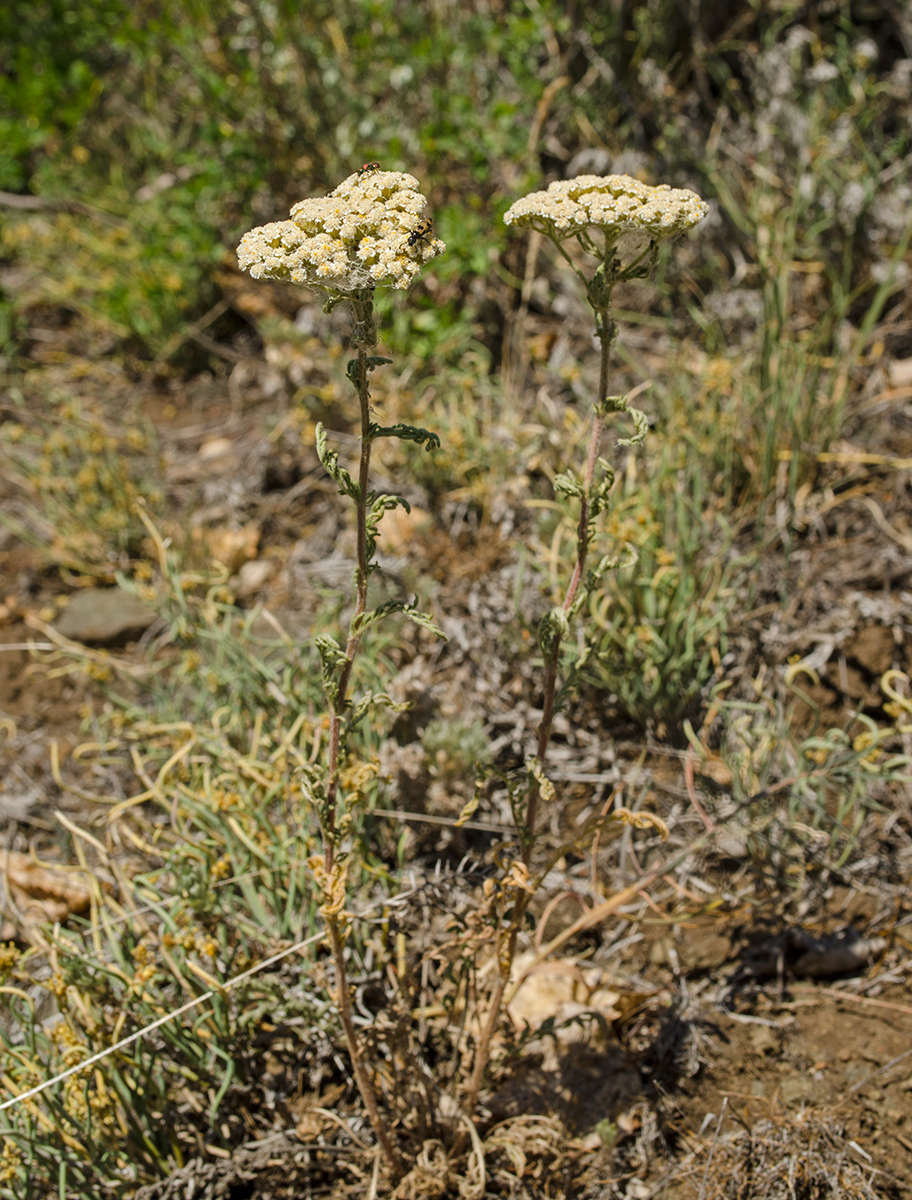 Изображение особи род Achillea.