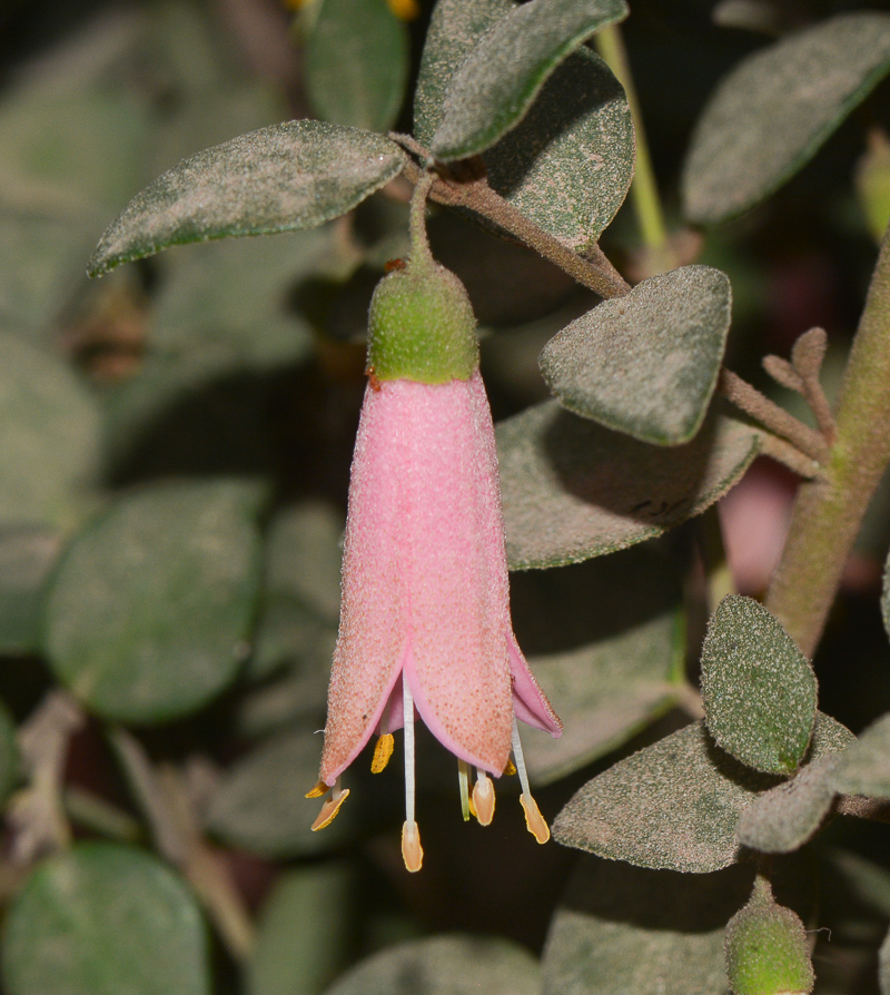 Image of Correa pulchella specimen.