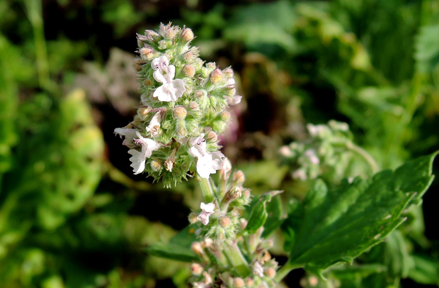 Image of Nepeta cataria specimen.