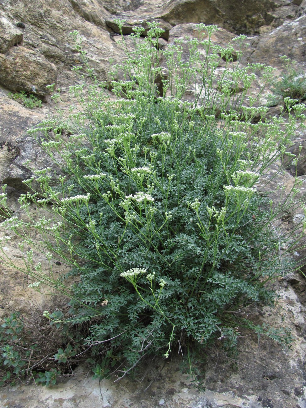 Изображение особи Pimpinella tragium.