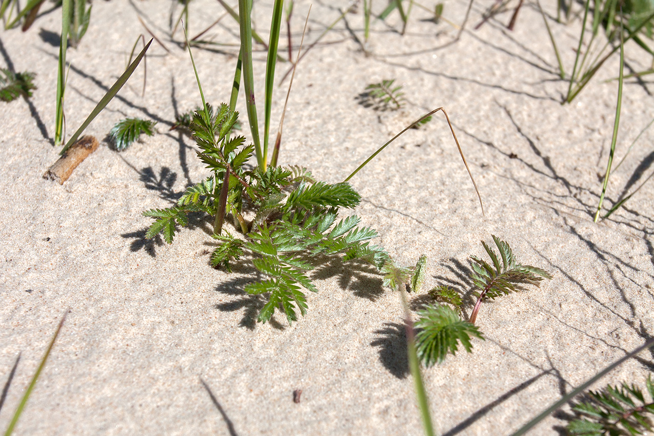 Изображение особи Potentilla anserina.