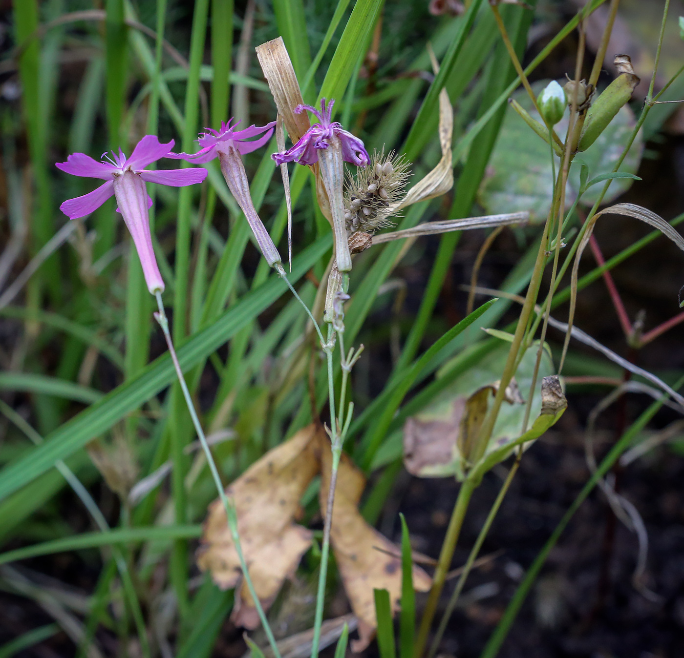 Изображение особи Silene armeria.