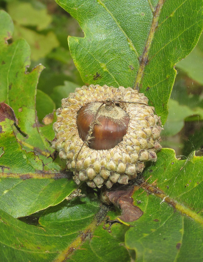 Изображение особи Quercus mongolica.