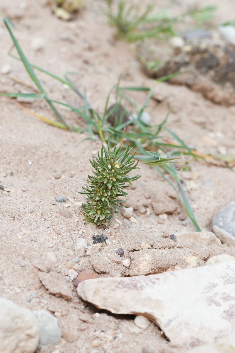 Изображение особи Ifloga spicata ssp. albescens.