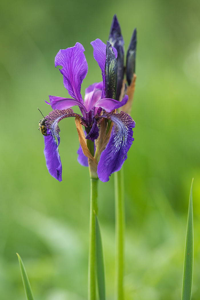 Изображение особи Iris sibirica.