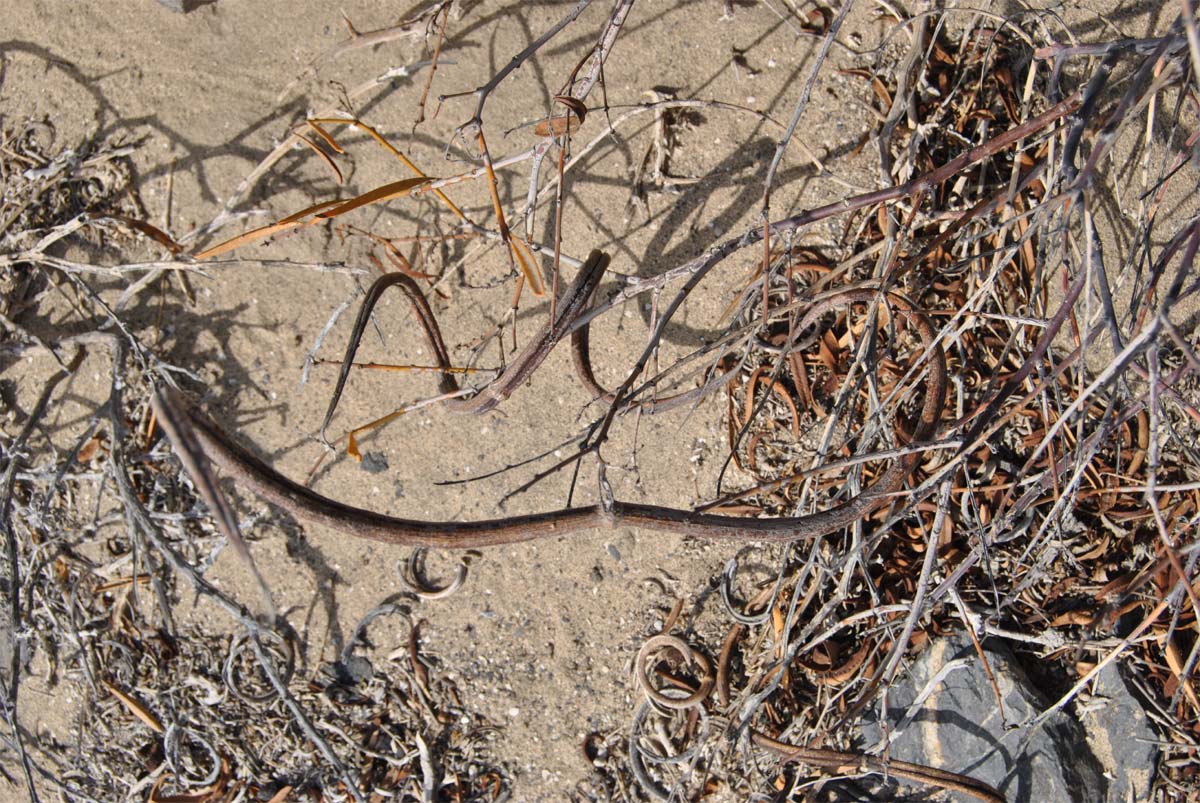 Image of Skytanthus acutus specimen.