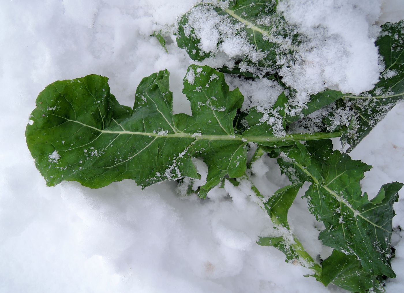 Image of Brassica napus specimen.