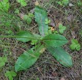 Trommsdorffia maculata