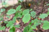 Corylus avellana. Часть ветви. Беларусь, Витебская обл., ландшафтно-гидрологический заказник \"Глубокский Мох\", смешанный хвойно-широколиственный лес, обочина грунтовой дороги. 01.08.2019.