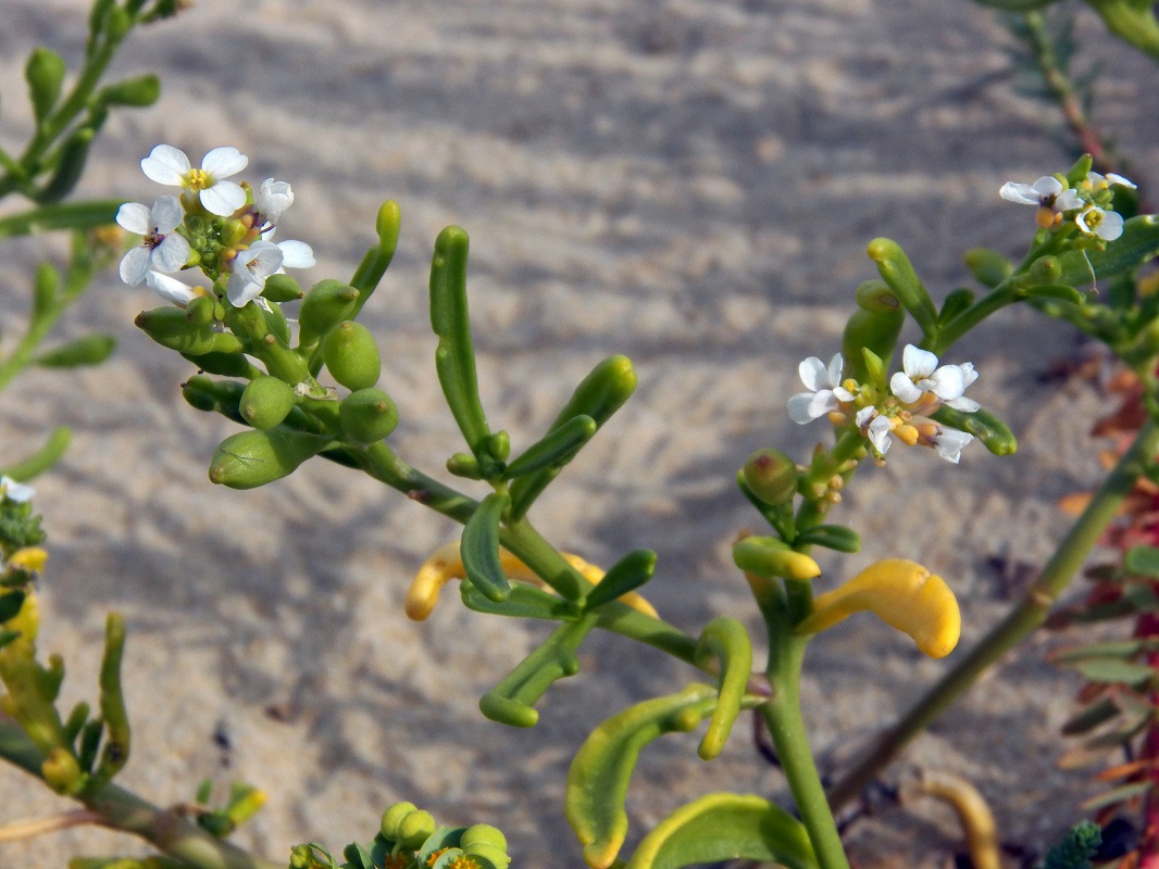 Image of Cakile maritima specimen.