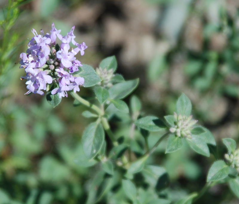 Изображение особи Ziziphora clinopodioides.