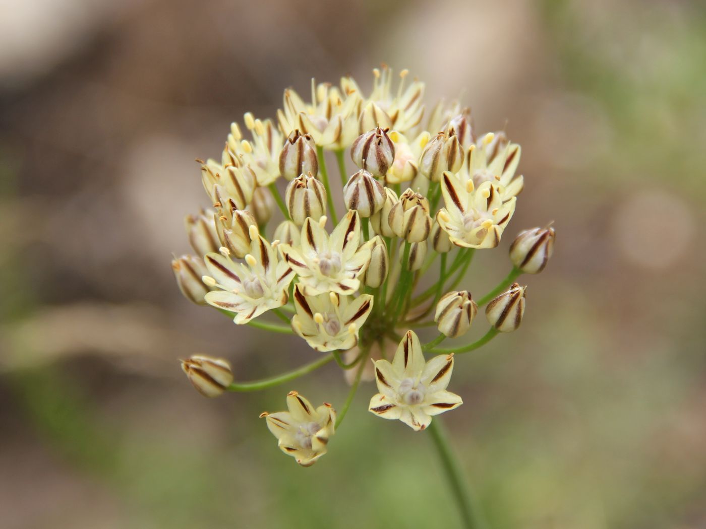 Изображение особи Allium sulphureum.