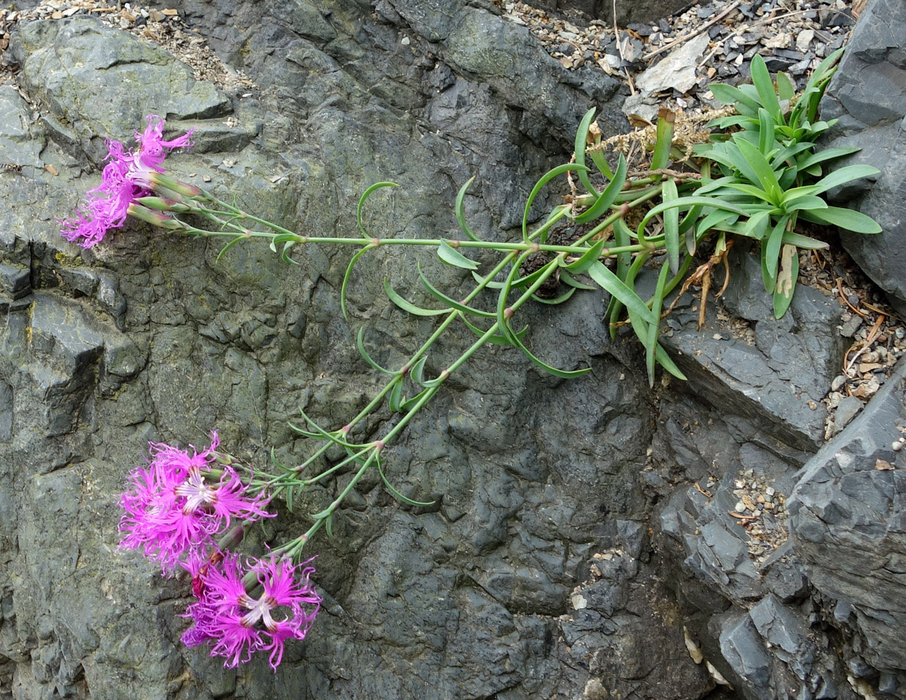 Image of Dianthus superbus specimen.