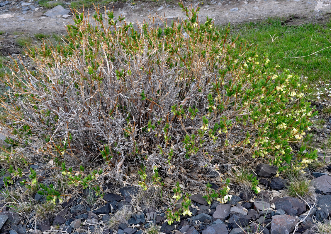 Image of Lonicera hispida specimen.