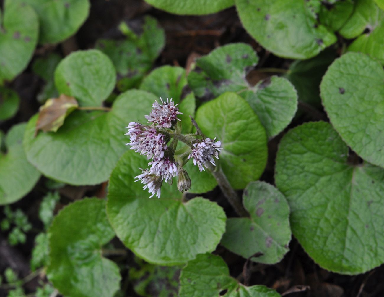 Изображение особи Petasites pyrenaicus.