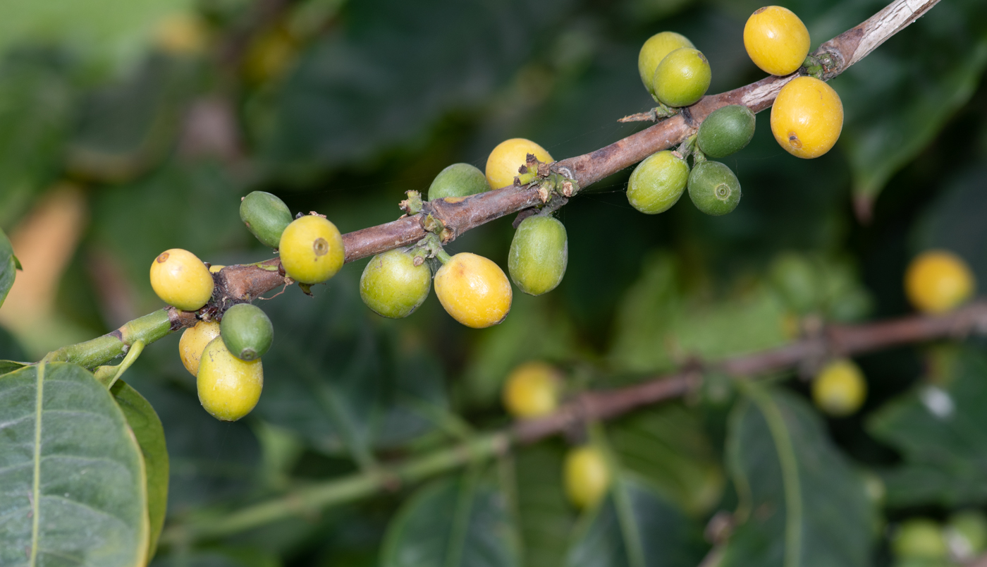 Image of Coffea arabica specimen.