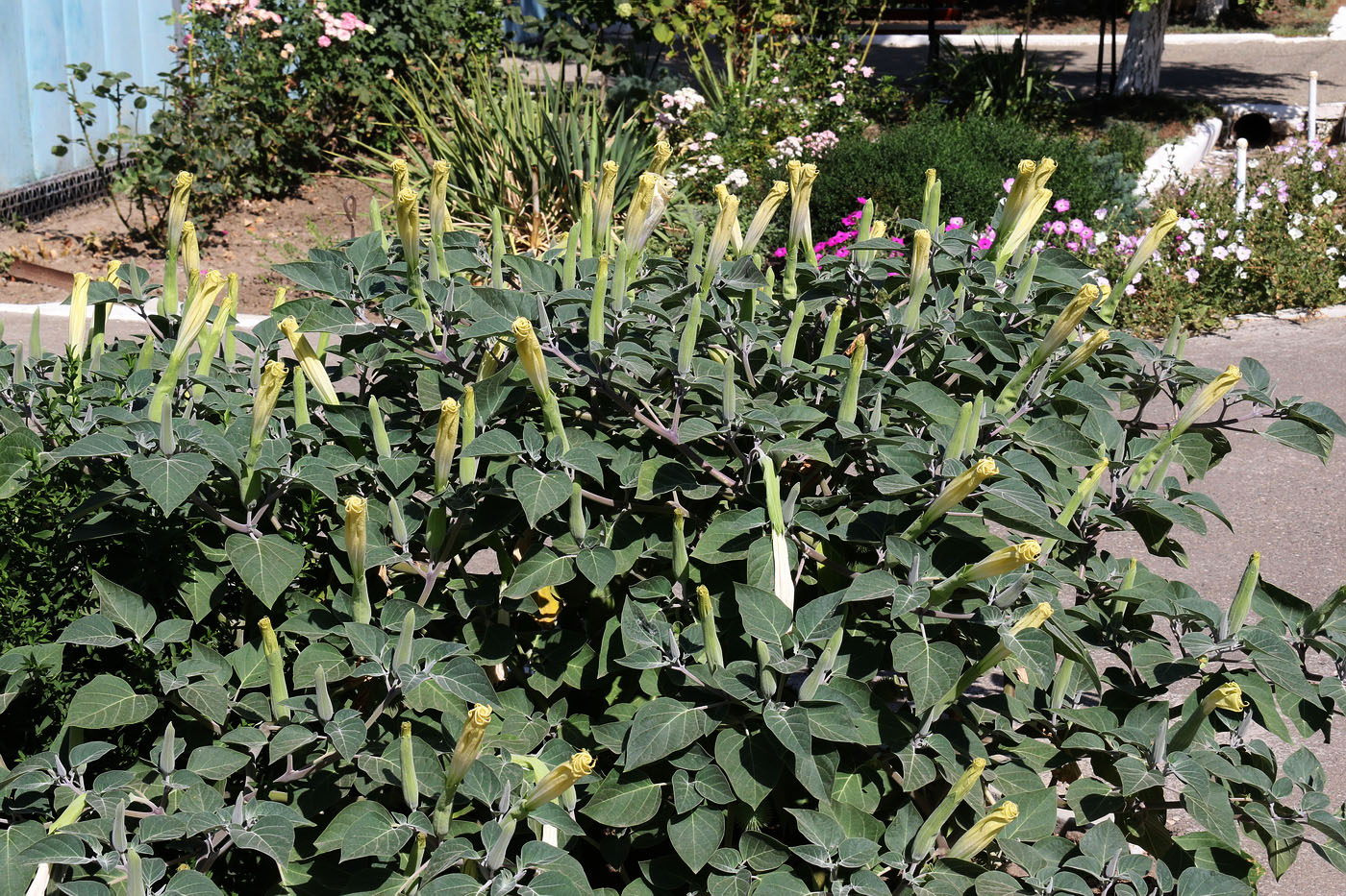 Image of Datura wrightii specimen.