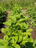 Crambe abyssinica