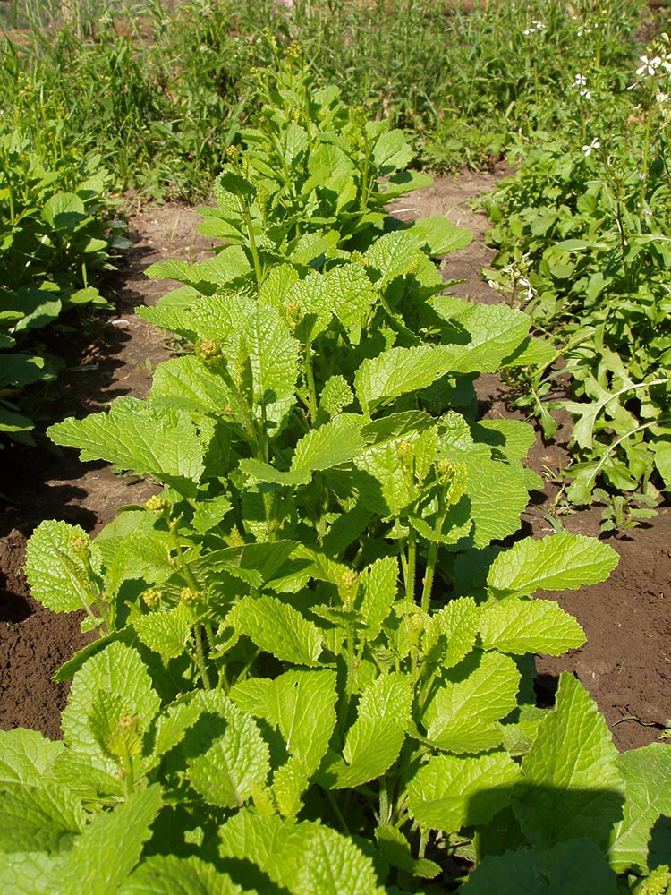 Изображение особи Crambe abyssinica.