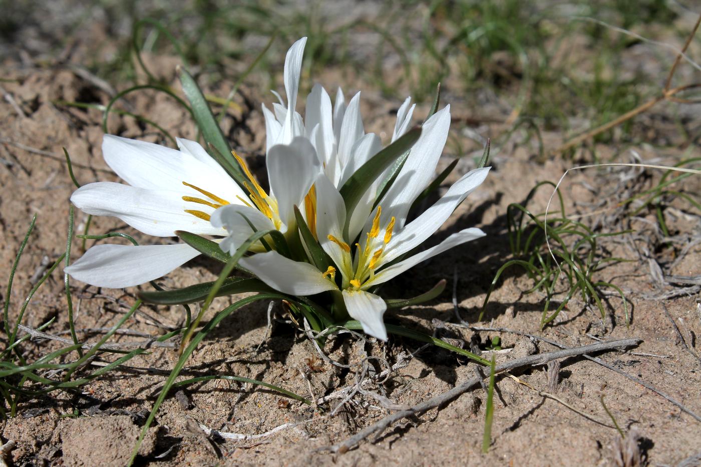 Image of Merendera robusta specimen.