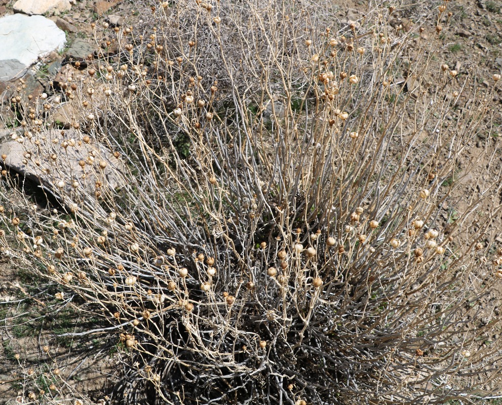 Image of Peganum harmala specimen.