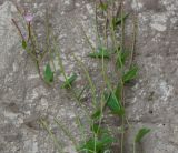 Epilobium adenocaulon