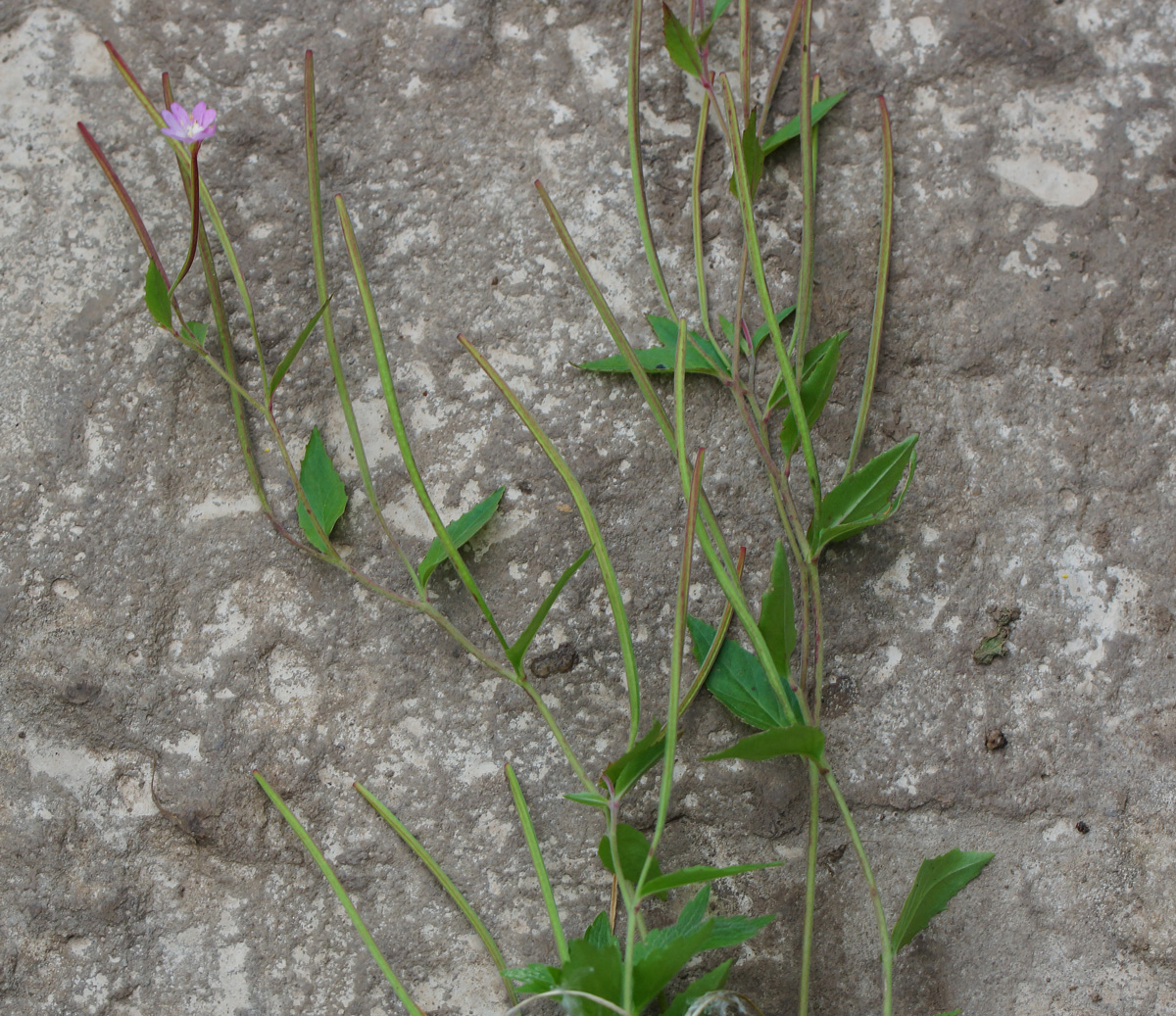 Image of Epilobium adenocaulon specimen.
