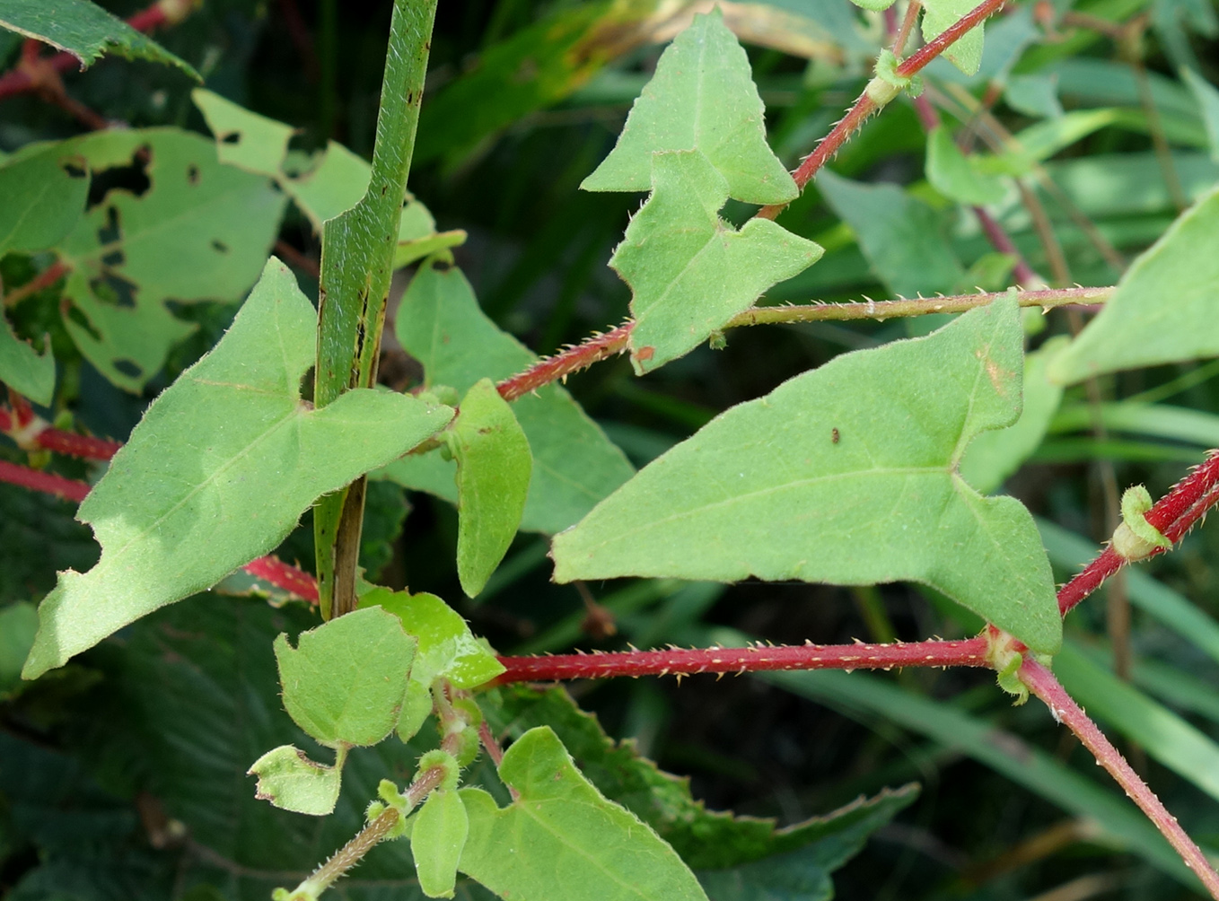 Изображение особи Truellum japonicum.