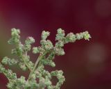 Chenopodiastrum murale