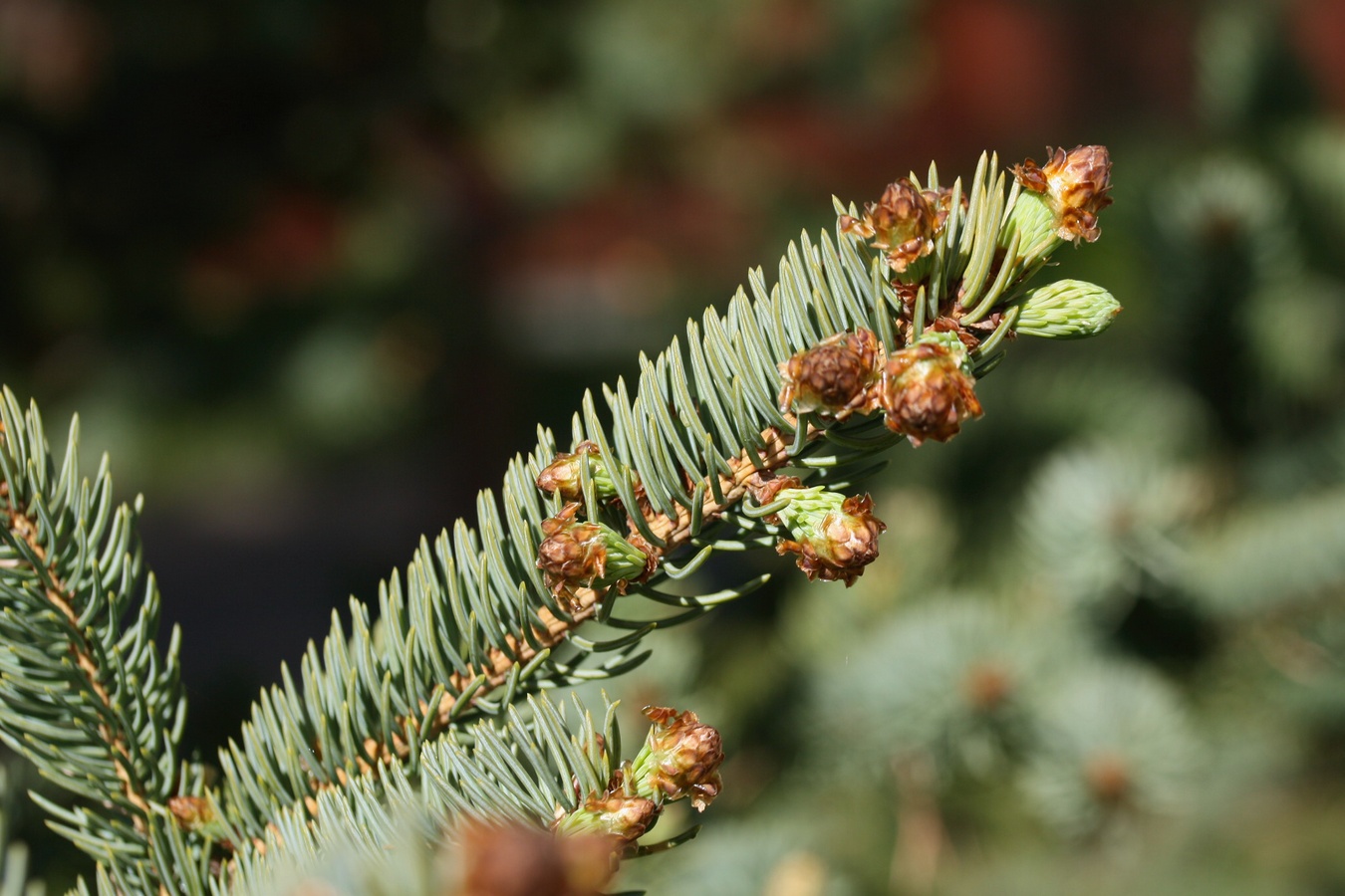 Image of Picea glauca specimen.