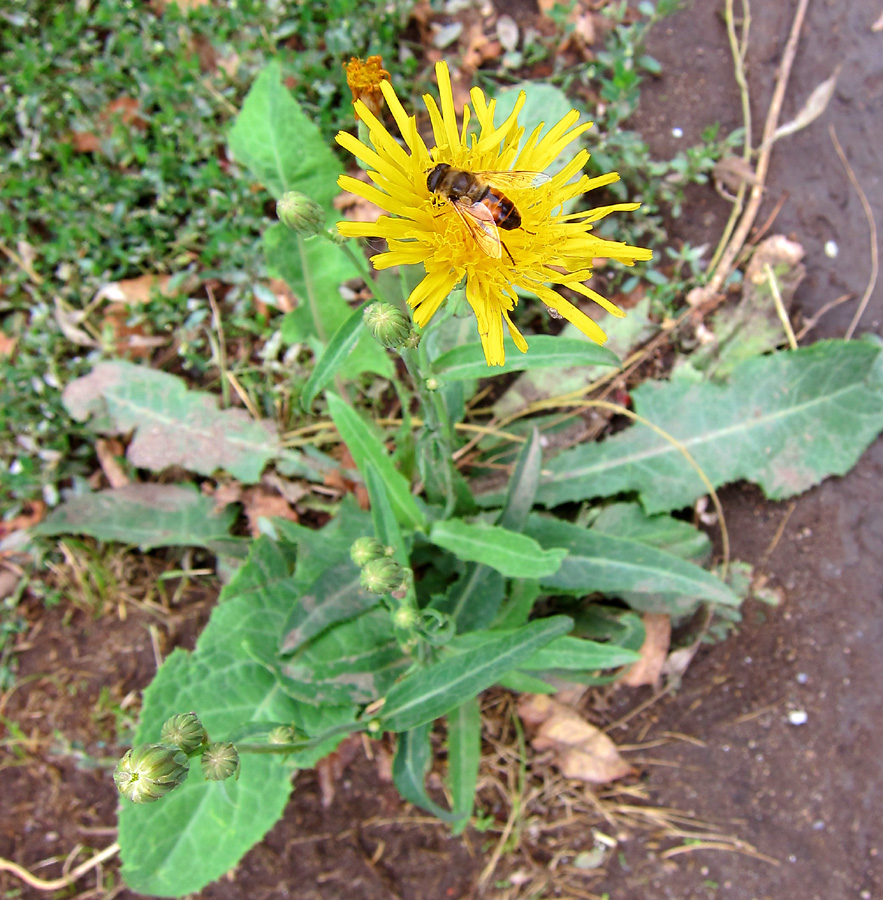 Image of Sonchus arvensis ssp. uliginosus specimen.