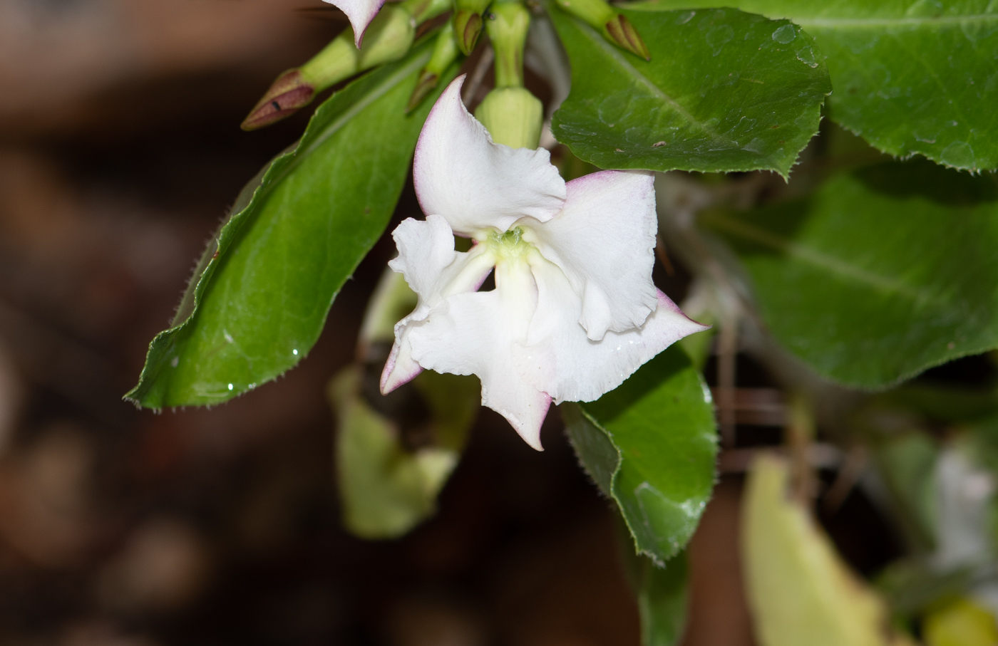 Изображение особи Pachypodium saundersii.