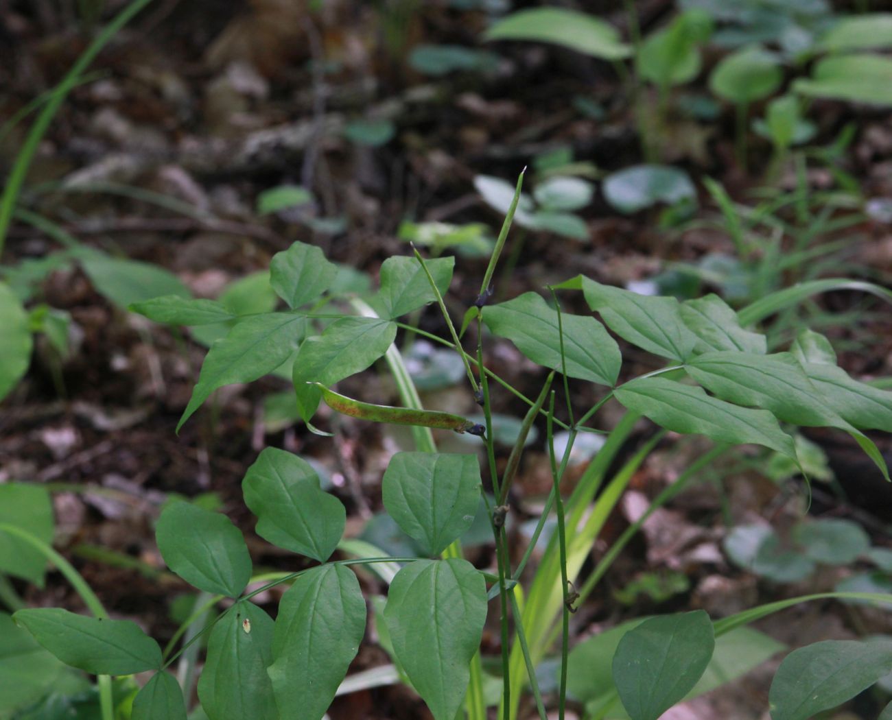 Image of Lathyrus vernus specimen.